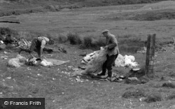 Skye, Sheep Shearing 1961, Isle Of Skye