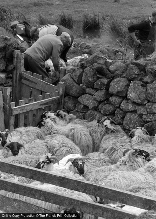 Photo of Skye, Sheep Shearing 1961