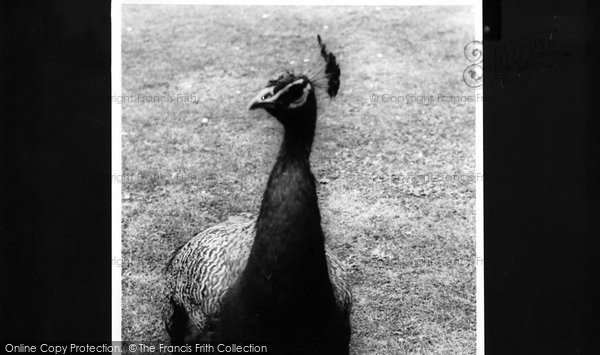 Photo of Abbotsbury, A Peacock At Abbotsbury Gardens c.1960