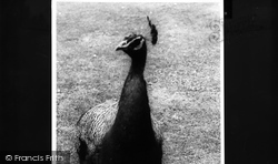 A Peacock At Abbotsbury Gardens c.1960, Abbotsbury