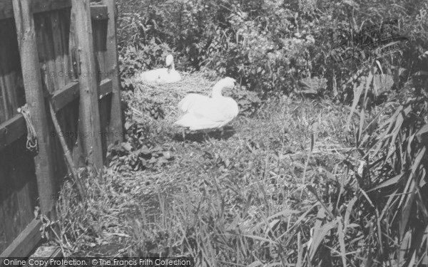 Photo of Abbotsbury, A Swans Nest c.1950