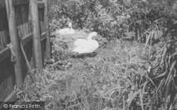 A Swans Nest c.1950, Abbotsbury