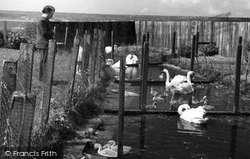 The Swan Breeding Pools c.1950, Abbotsbury