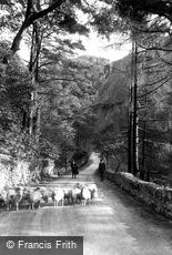 Aberglaslyn Pass, Sheep 1913