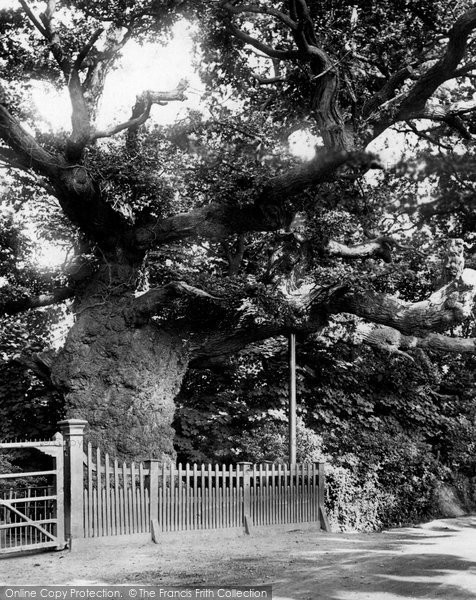 Photo of Addlestone, Crouch Oak 1904