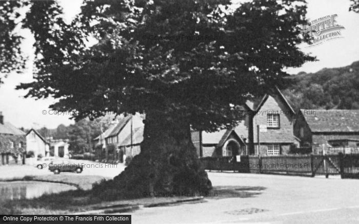 Photo of Aldbury, The Old Elm c.1960
