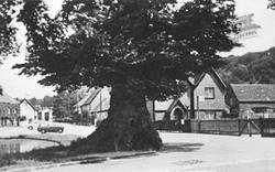 The Old Elm c.1960, Aldbury