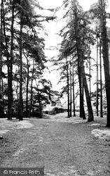 The Woods c.1955, Ampthill