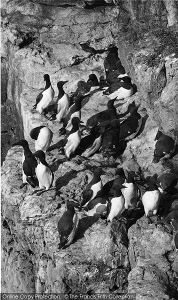 Photo of Anglesey, A Group Of Guillemots c.1960