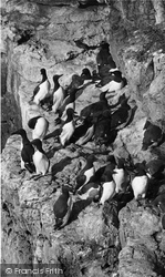 A Group Of Guillemots c.1960, Anglesey