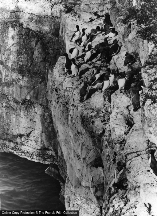 Photo of Anglesey, A Group Of Guillemots, Puffin Island c.1960