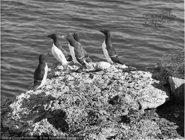 Photo of Anglesey, A Group Of Razorbills c.1960