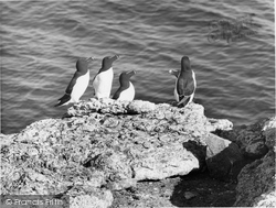 A Group Of Razorbills c.1960, Anglesey