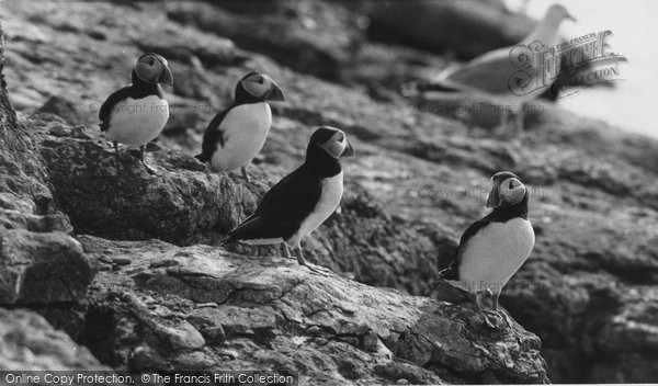 Photo of Anglesey, Puffins c.1960