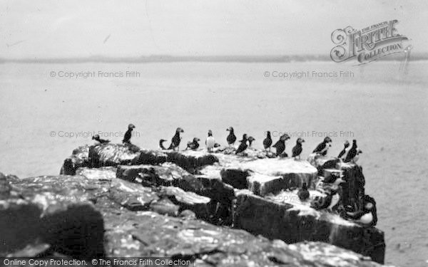 Photo of Anglesey, Puffins On Puffin Island c.1950