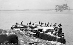 Puffins On Puffin Island c.1950, Anglesey