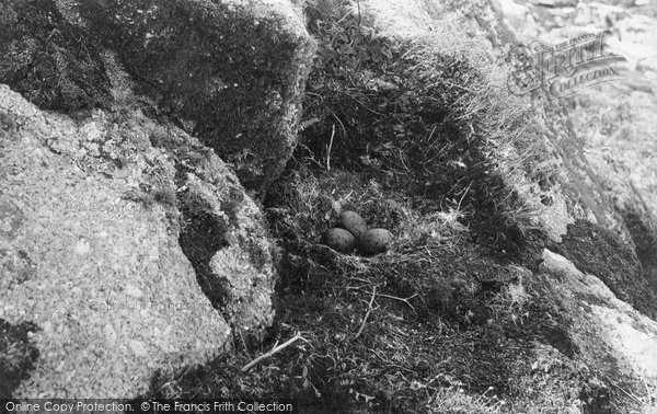 Photo of Annet, Gull's Nest 1891