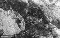 Gull's Nest 1891, Annet