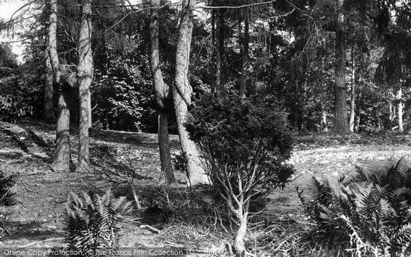 Photo of Arnside, Knotted Trees 1894