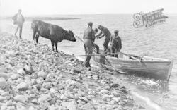 Ferrying A Cow Across The Mawddach 1885, Arthog