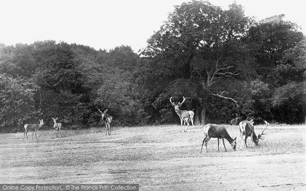 Photo of Arundel, The Deer, Arundel Park 1908