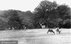 The Deer, Arundel Park 1908, Arundel