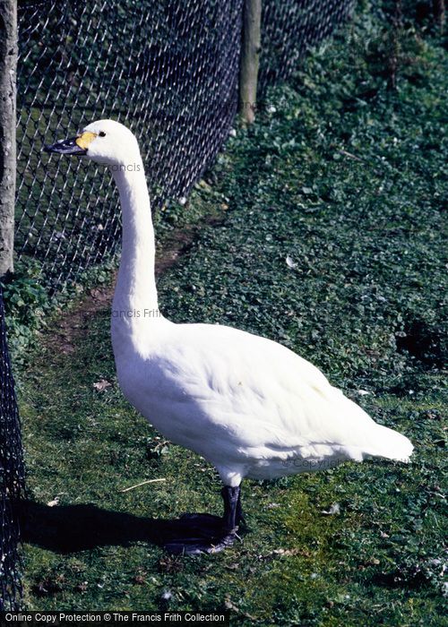 Photo of Arundel, Wetland Centre, Bewick Swan 1985