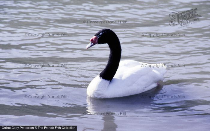 Photo of Arundel, Wetland Centre, Black Necked Swan 1985