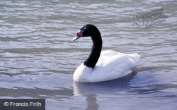 Wetland Centre, Black Necked Swan 1985, Arundel