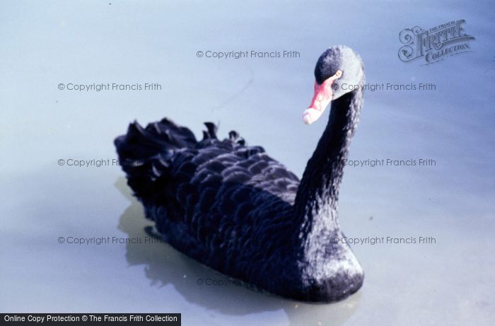 Photo of Arundel, Wetland Centre, Black Swan 1985