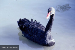 Wetland Centre, Black Swan 1985, Arundel