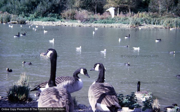 Photo of Arundel, Wetland Centre, Canada Geese 1985
