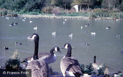 Wetland Centre, Canada Geese 1985, Arundel