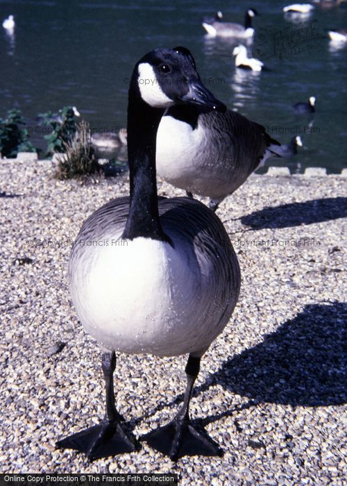 Photo of Arundel, Wetland Centre, Canada Goose 1985