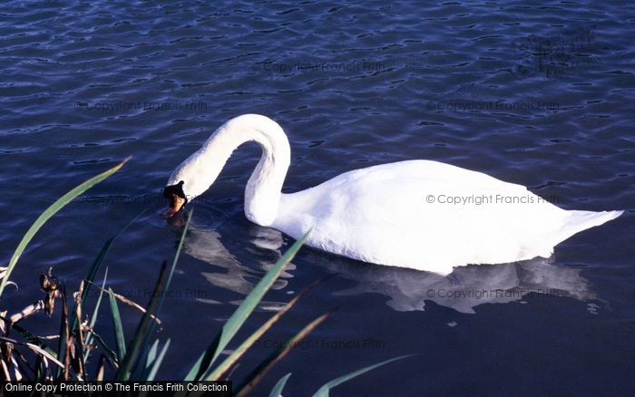 Photo of Arundel, Wetland Centre, Mute Swan 1985