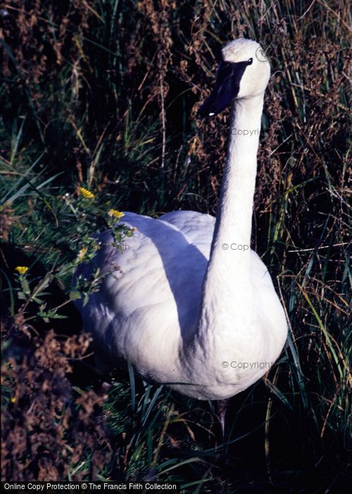 Photo of Arundel, Wetland Centre, Trumpeter Swan 1985