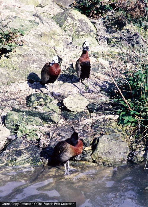 Photo of Arundel, Wetland Centre, White Faced Whistling Duck 1985