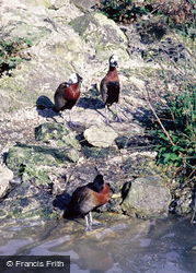 Wetland Centre, White-Faced Whistling Duck 1985, Arundel