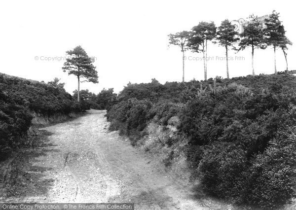 Photo of Ash, Fox Hills 1906