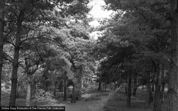Photo of Ash, Fox Hills 1955