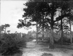 The Fox Hills 1932, Ash