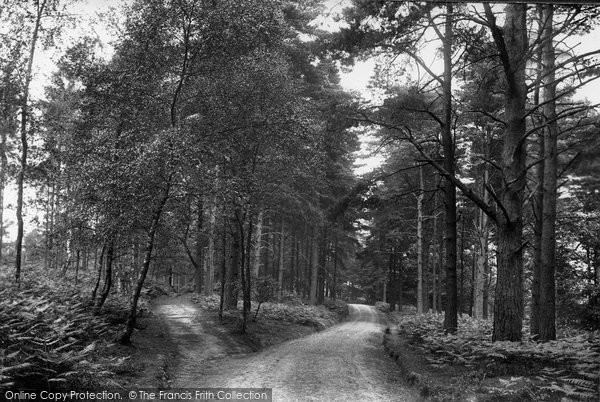 Photo of Ashdown Forest, Broadstone Warren 1908