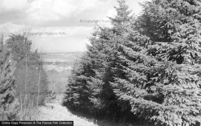 Photo of Ashdown Forest, Douglas Fir Plantation, Broadstone Warren Scout Camp c.1955