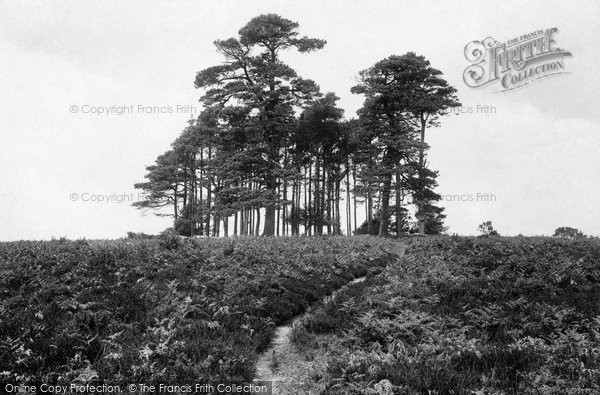 Photo of Ashdown Forest, The Camel's Clump 1927