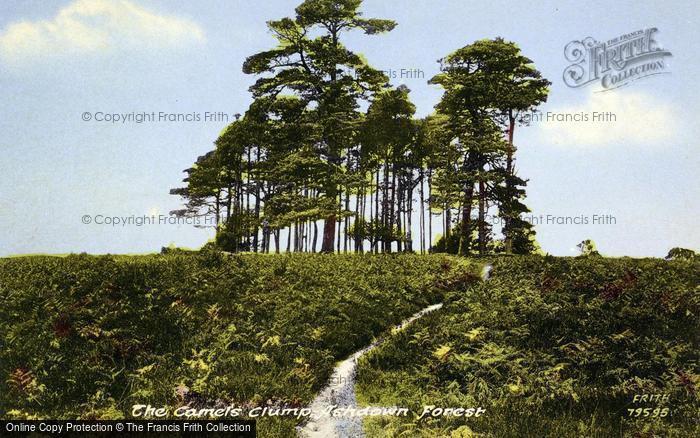 Photo of Ashdown Forest, The Camel's Clump 1927