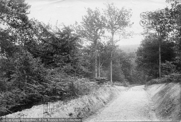 Photo of Ashdown Forest, View In The Forest 1908