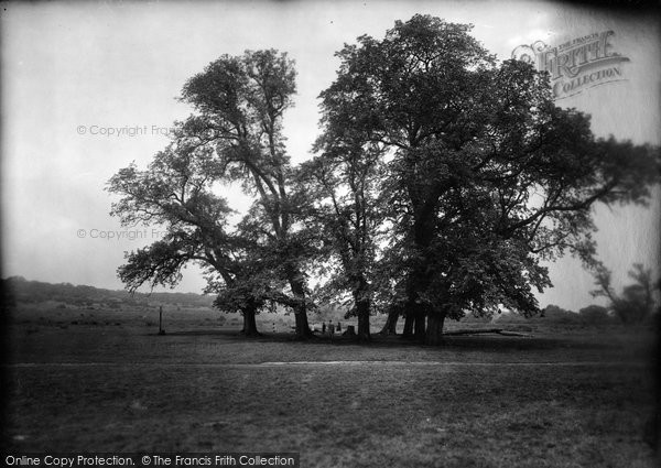 Photo of Ashtead, The Woods 1928