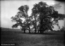 The Woods 1928, Ashtead
