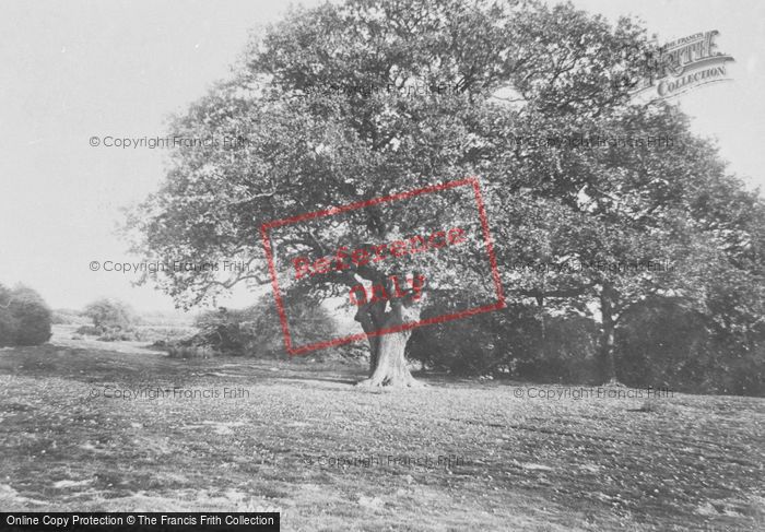 Photo of Ashtead, Woods, The Picnic Tree 1908