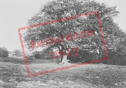 Woods, The Picnic Tree 1908, Ashtead